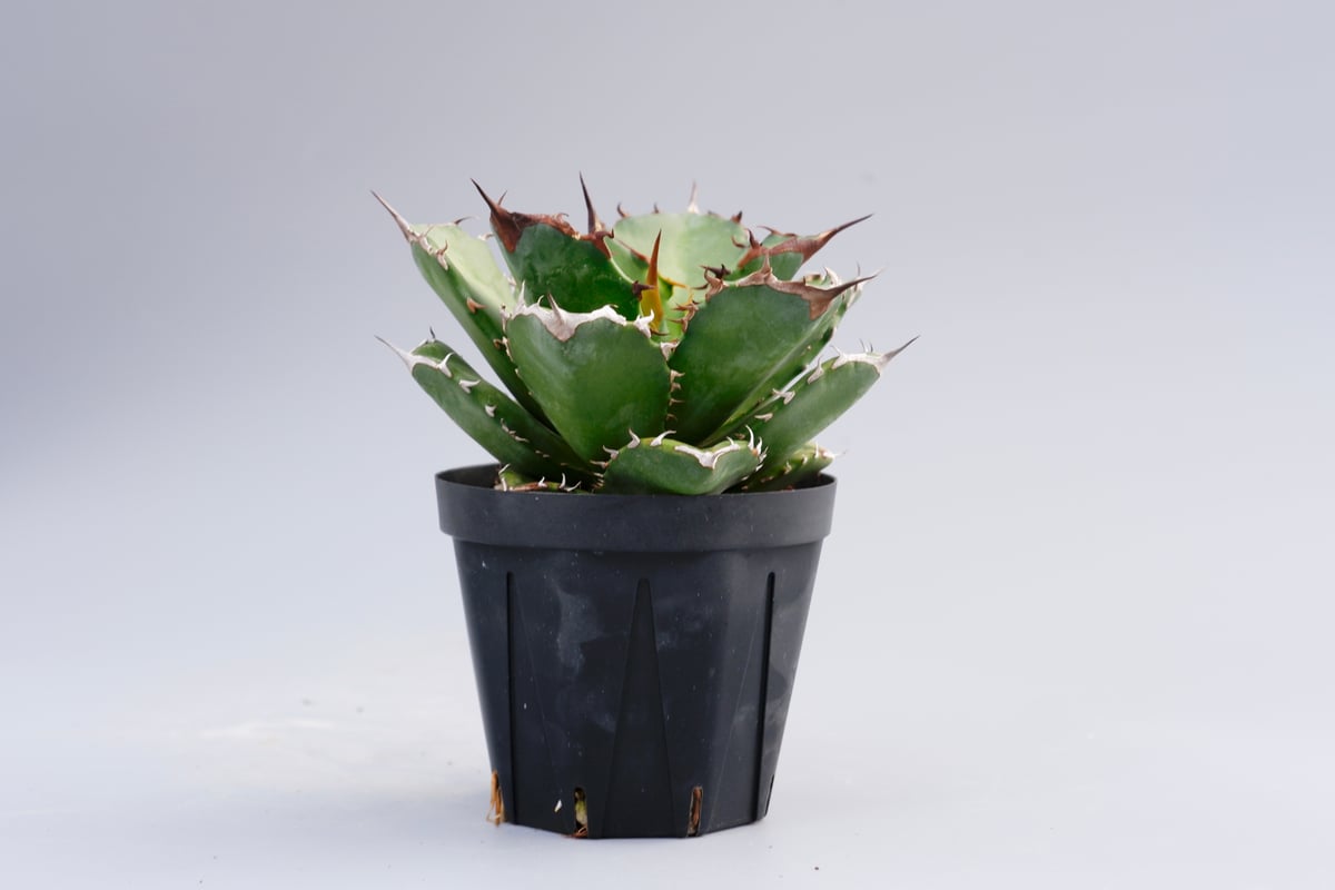 アガベ チタノタ ドワーフ【親株&子株2個】 アガベ チタノタ ドワーフ 002 Agave titanota 'Dwarf' | Sunn