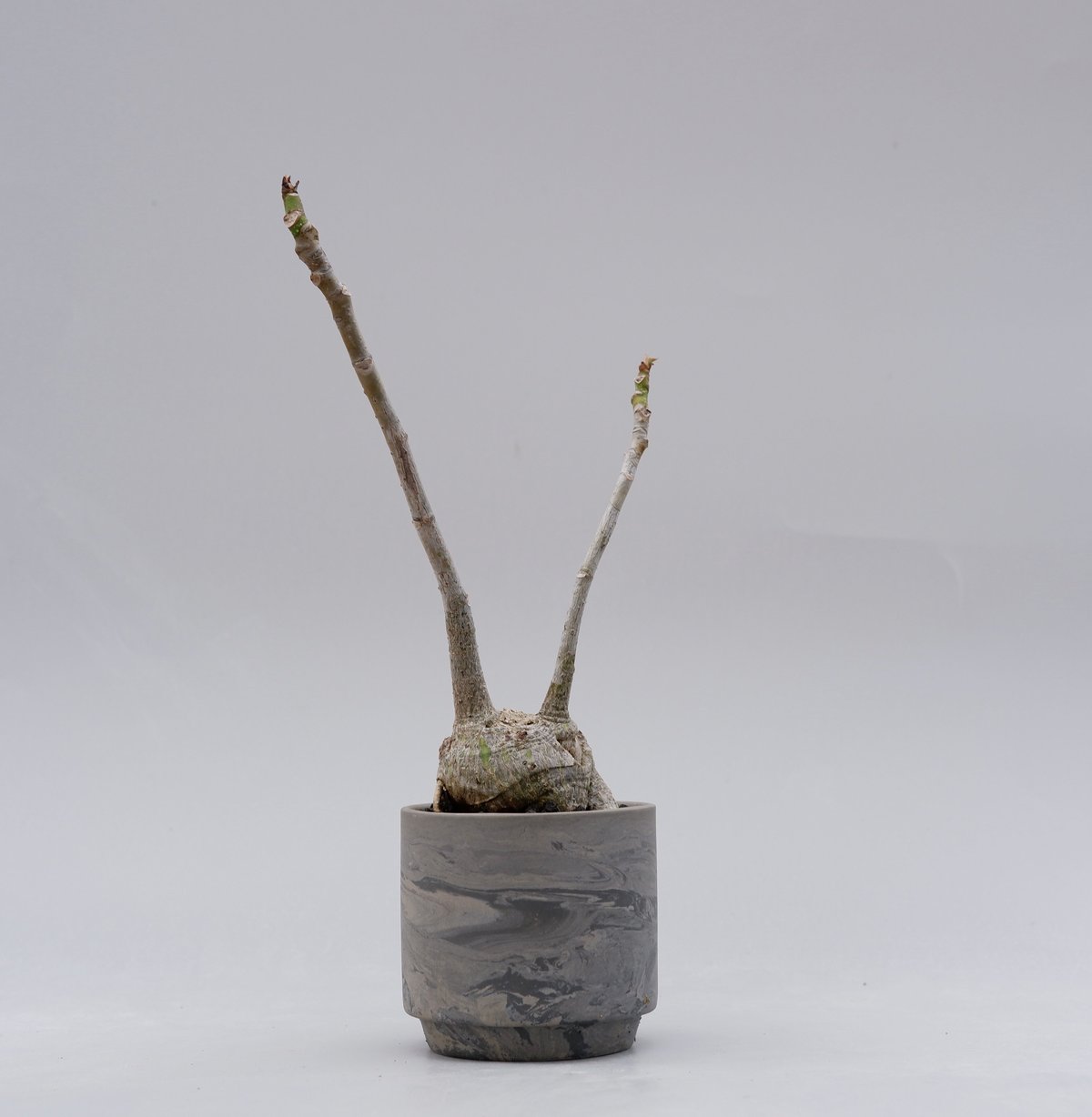 プセウド ボンバックス まん丸仕立て007 Pseudobombax ellipticum |