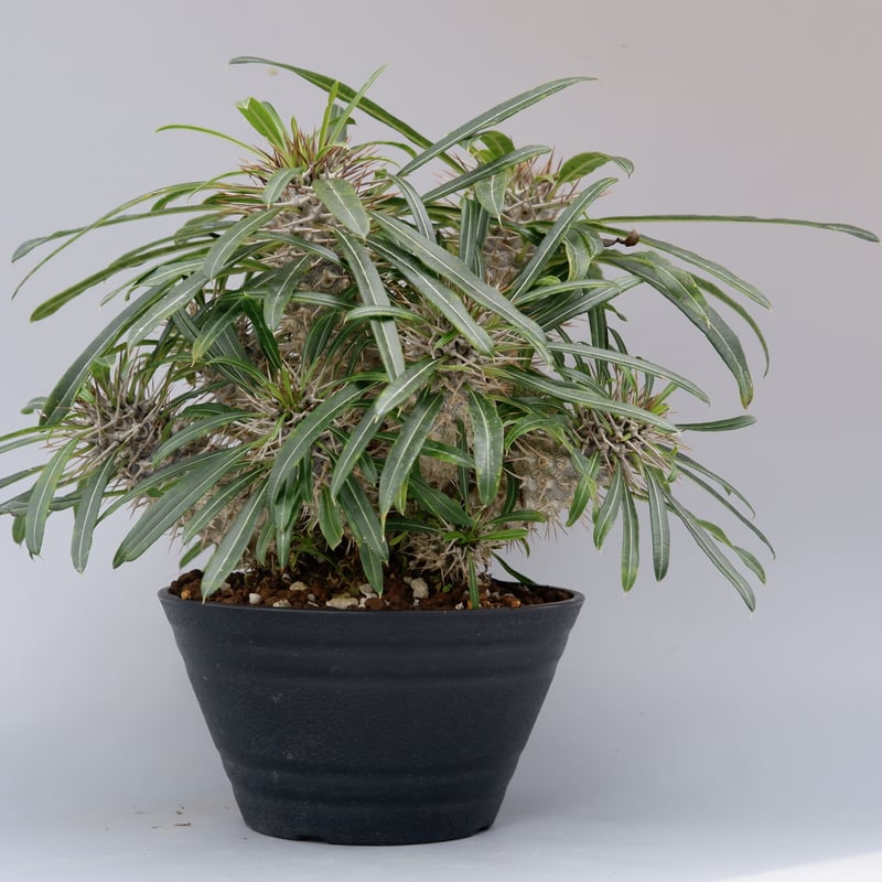 パキポディウム、ラメリー、大株