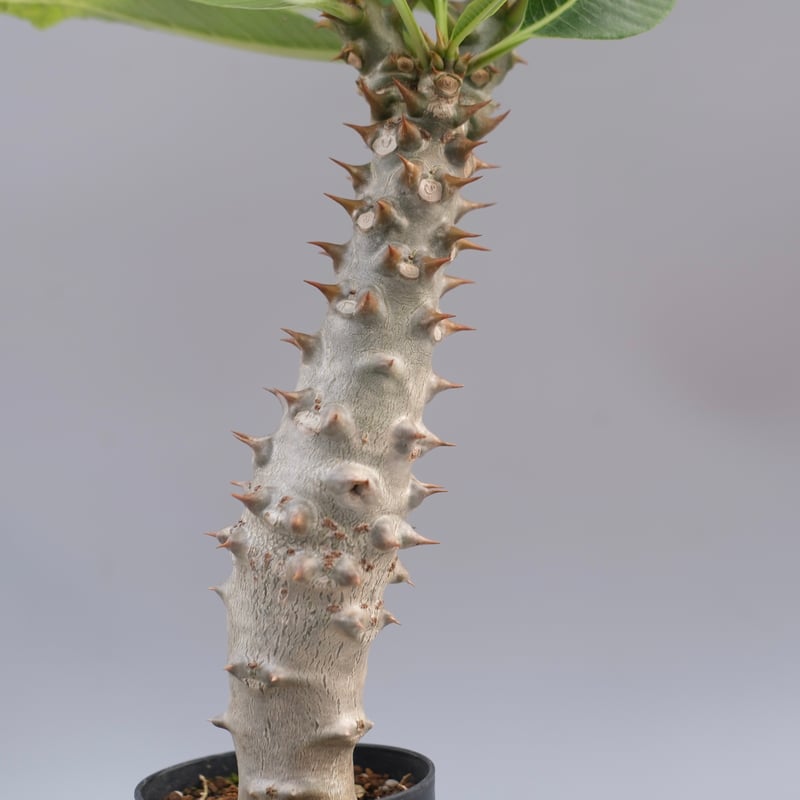 パキポディウム バロニー実生株040 Pachypodium baronii | Sunny
