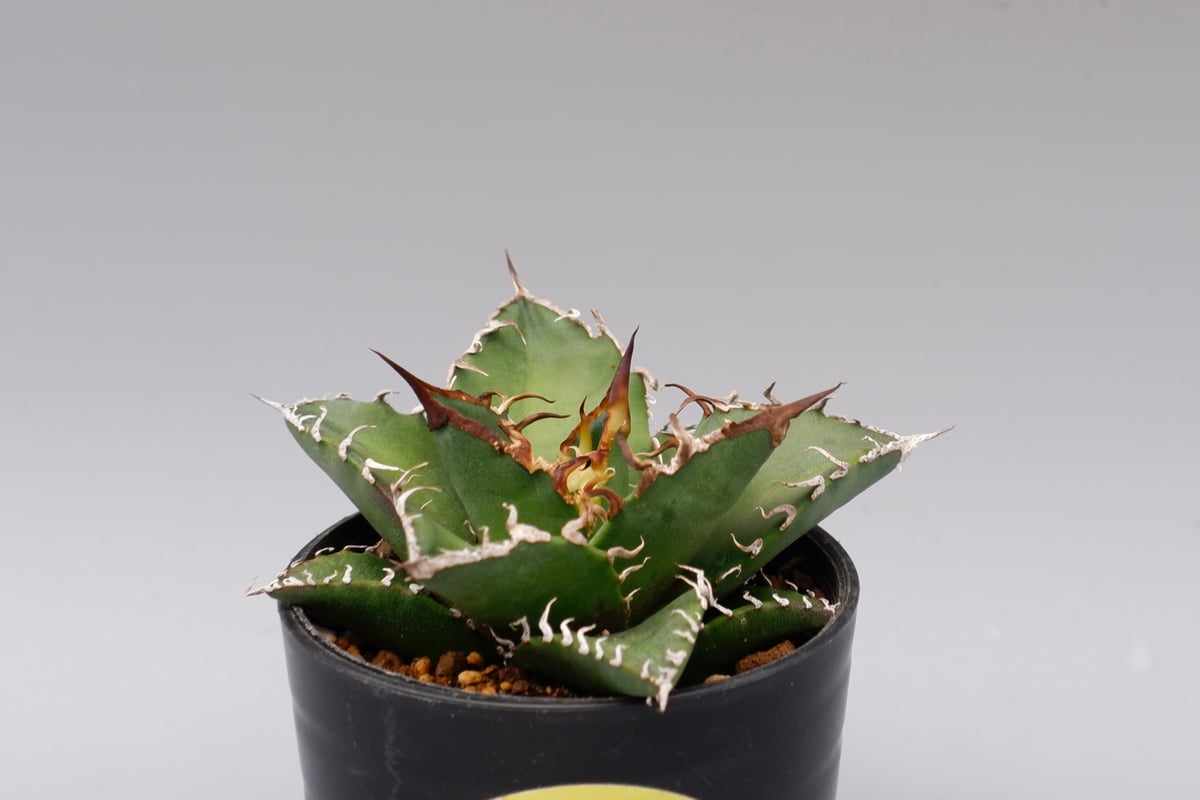アガベ チタノタ シーザー Agave titanota caesar 129 | Sunny