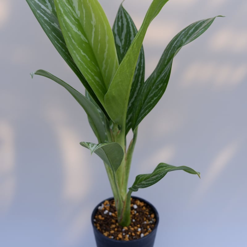 アグラオネマ リリアン Aglaonema 003 | Sunny Branch