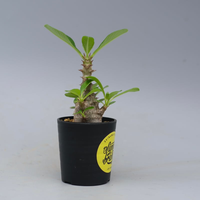 パキポディウム ウィンゾリー 実生株 053 Pachypodium windsorii |