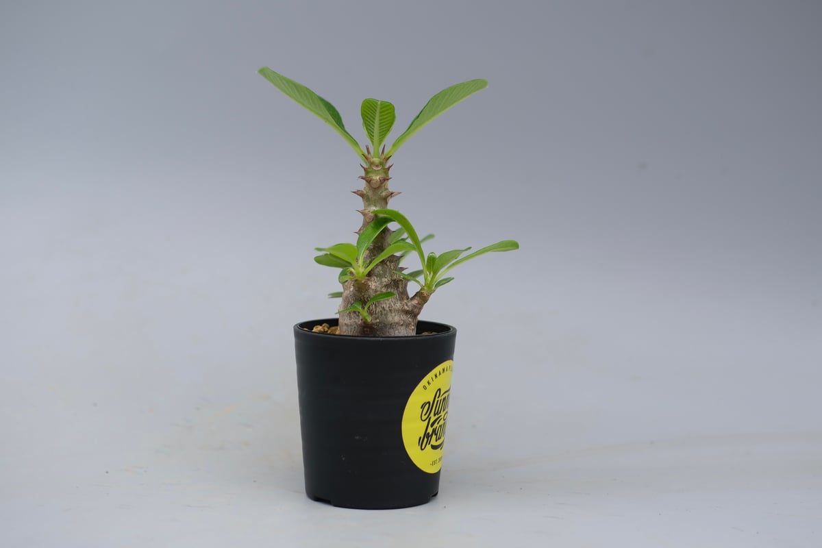 パキポディウム ウィンゾリー 実生株 053 Pachypodium windsorii |