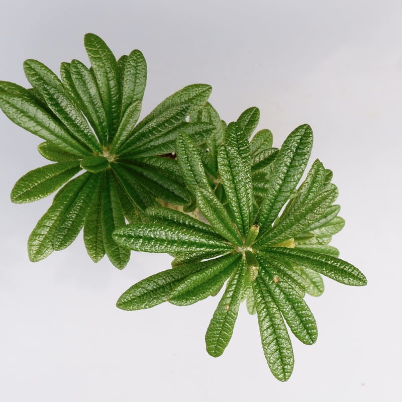 ドルステニア ギガス025 Dorstenia gigas | Sunny Branch