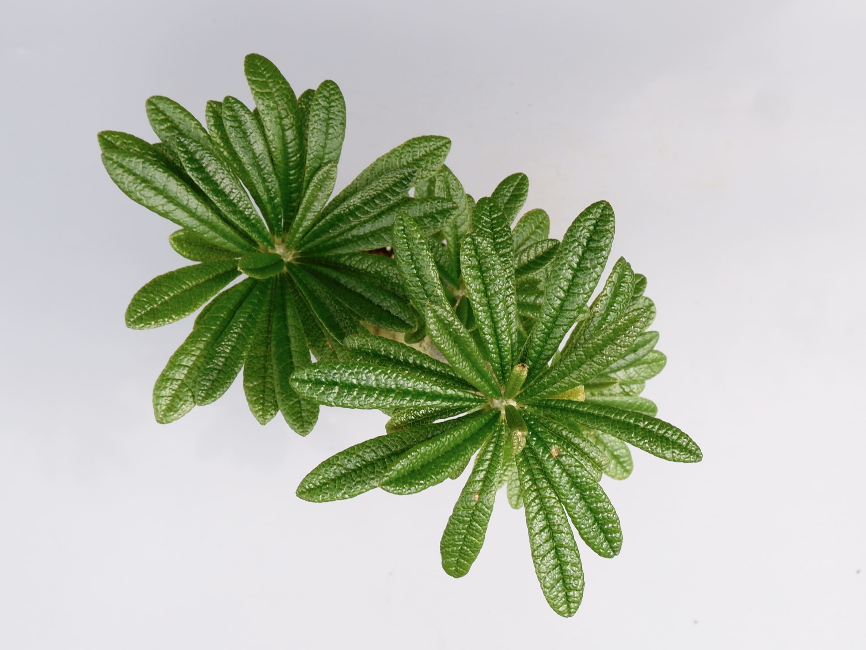 ドルステニア ギガス025 Dorstenia gigas | Sunny Branch