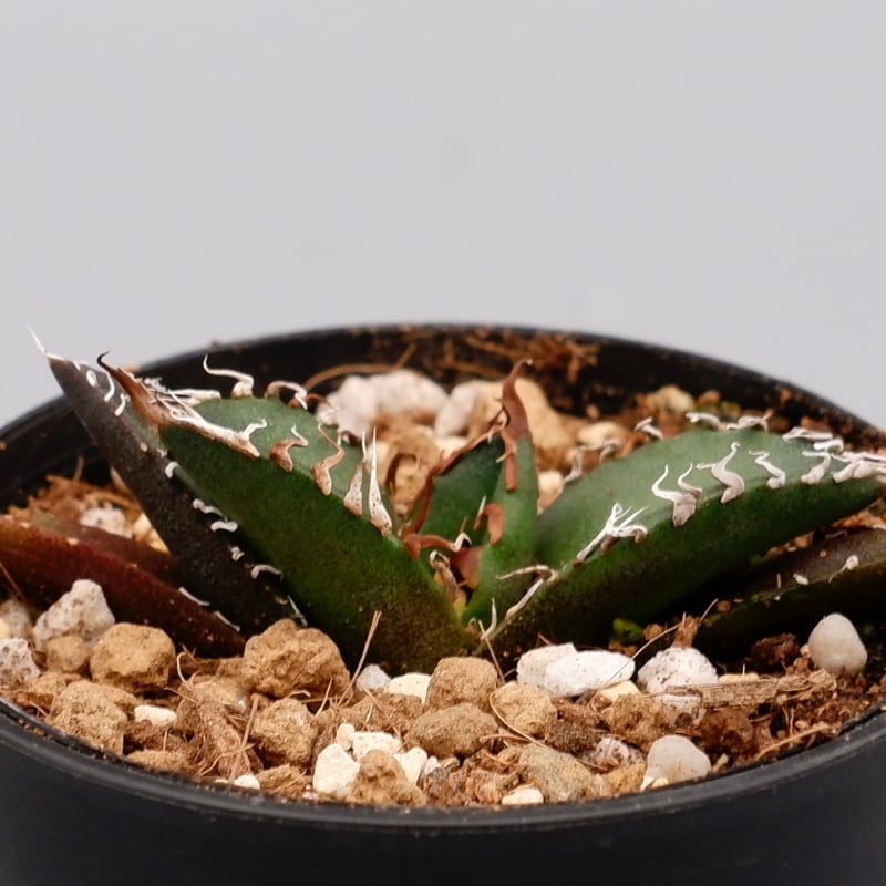 アガベ チタノタ シーザー Agave titanota caesar 071 | Sunny