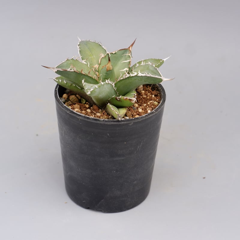 アガベ オテロイ 実生株 Agave oteroi seeding 076 | Sunny