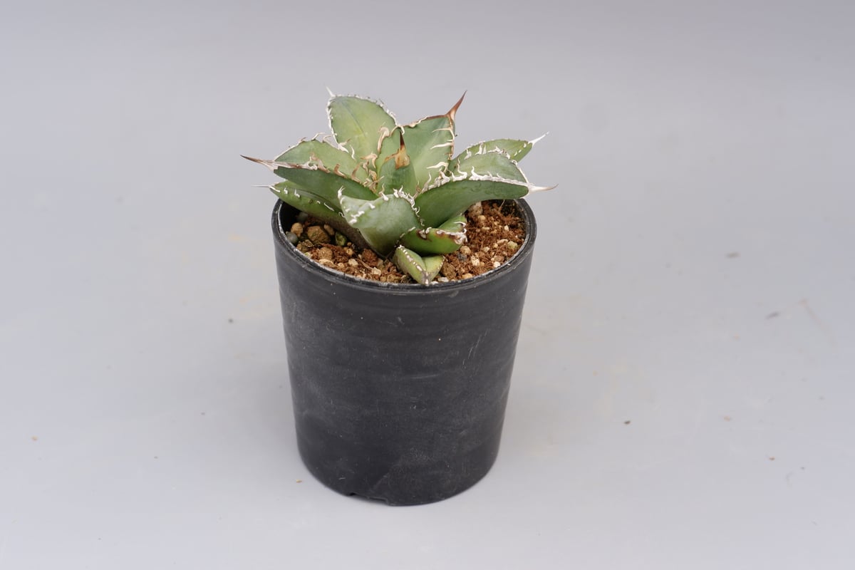 アガベ オテロイ 実生株 Agave oteroi seeding 076 | Sunny