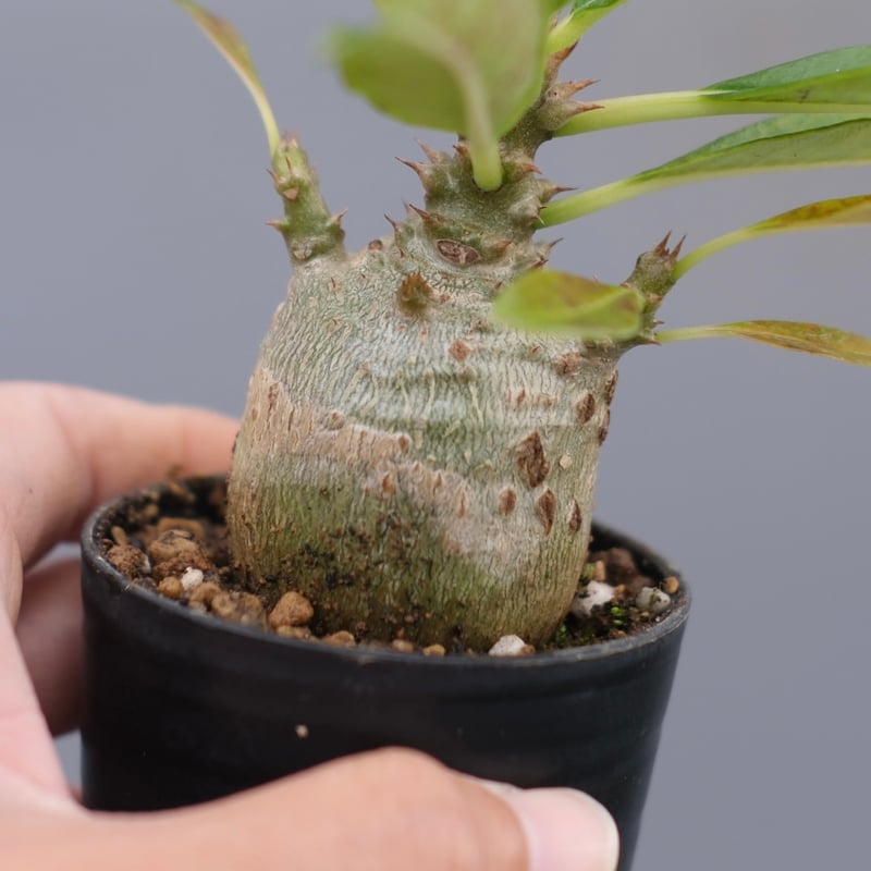 パキポディウム ウィンゾリー Windsorii 添付の親株画像必見 パキポディウム・ウィンゾリー(Pachypodium windsorii) – プラント