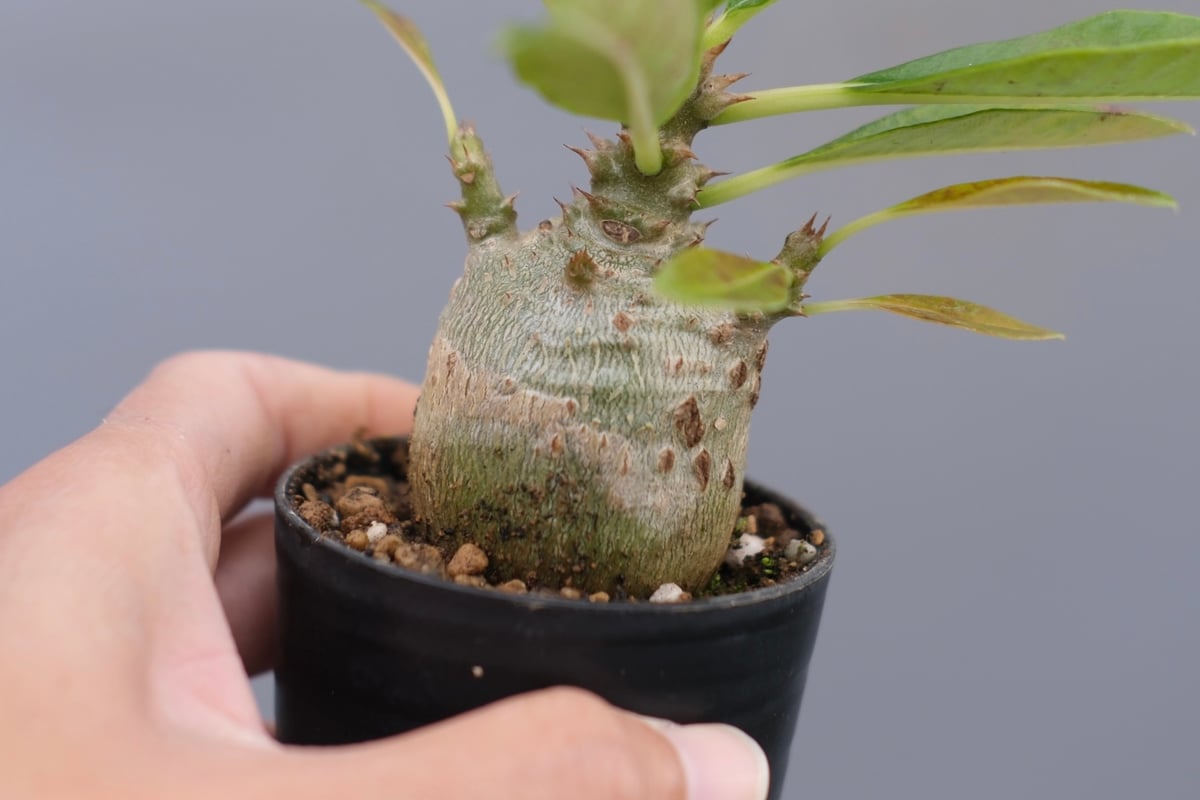 パキポディウム ウィンゾリー 実生株 120 Pachypodium windsorii |