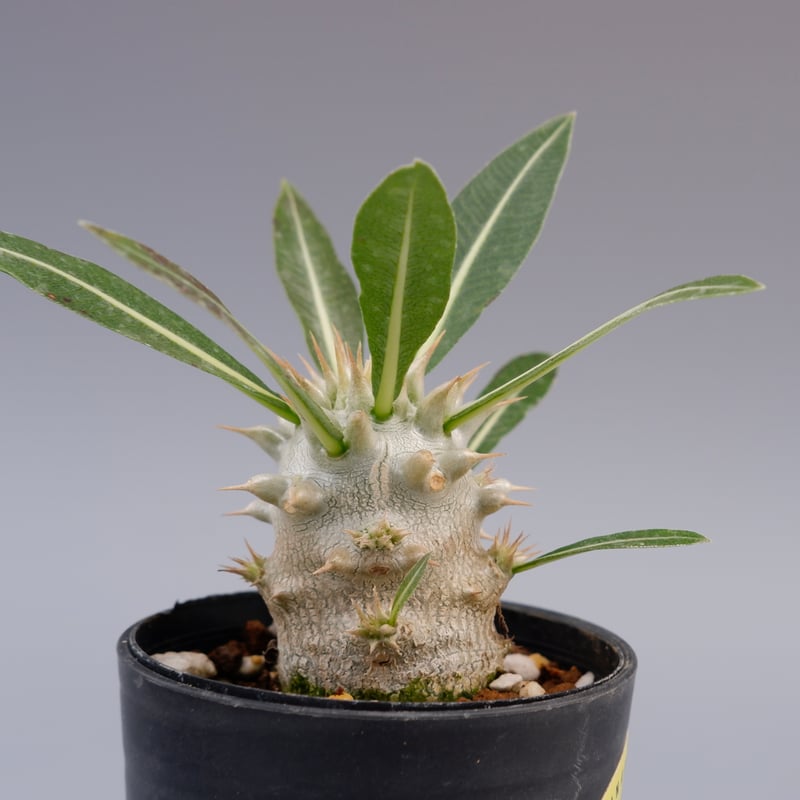 パキポディウム ロスラーツム 実生株 004 Pachypodium rosulatum ve