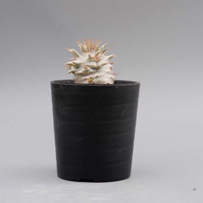 パキポディウム ロスラーツム 実生株 007 Pachypodium rosulatum ve