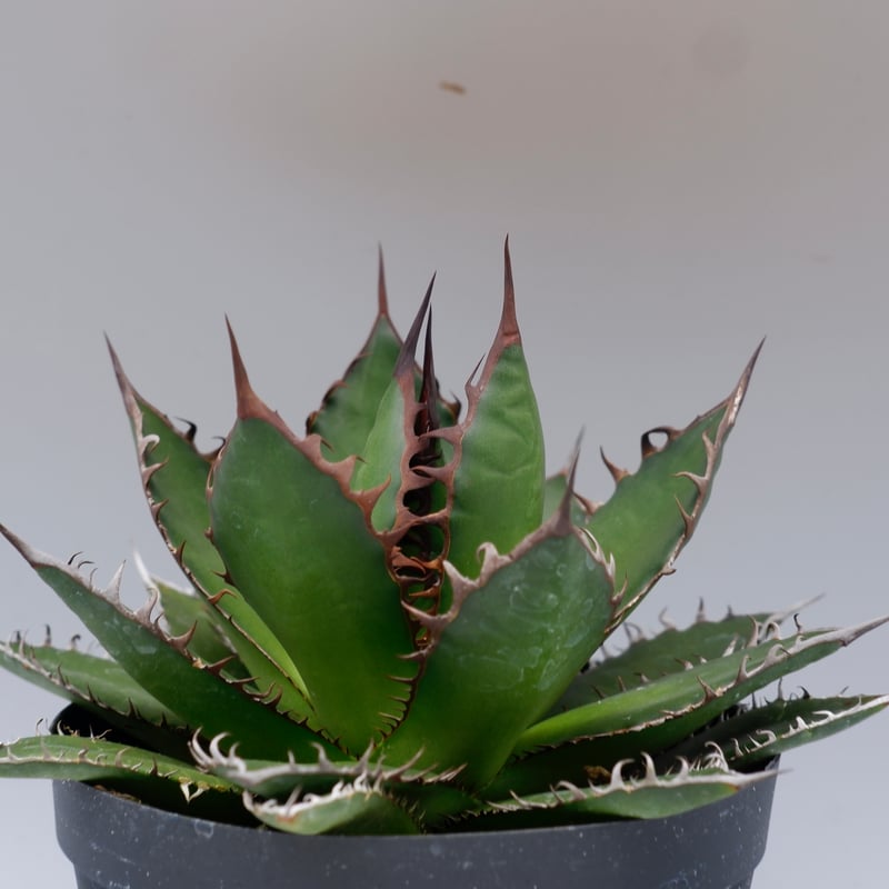 アガベ ホリダ 046 Agave horrida 強棘 | Sunny Branch