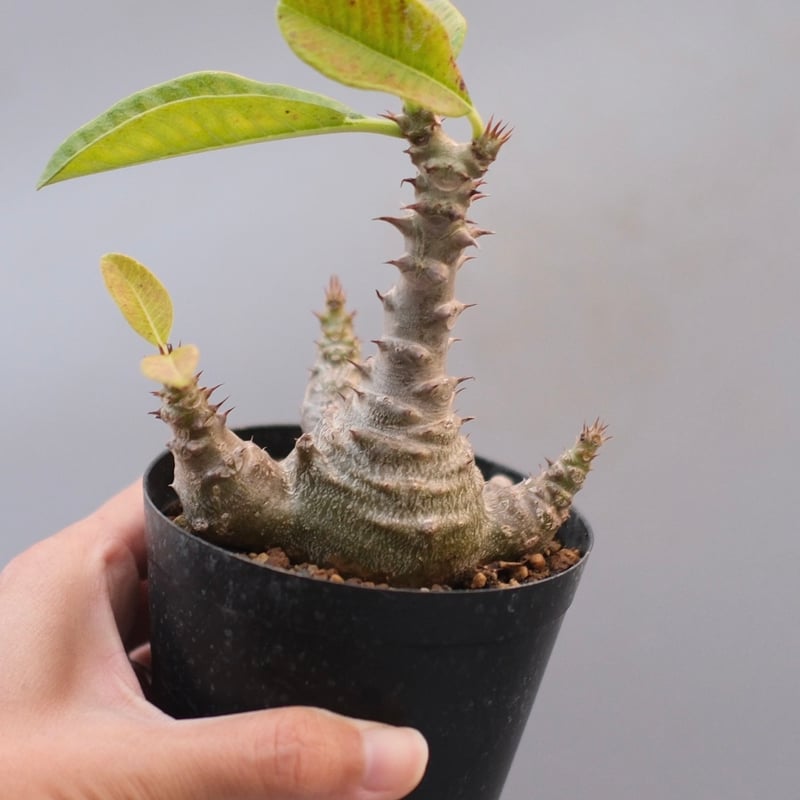 パキポディウム ウィンゾリー 実生2年目 ウィンゾリー実生株、理想の形にはなりそうにないけど今年も元気で