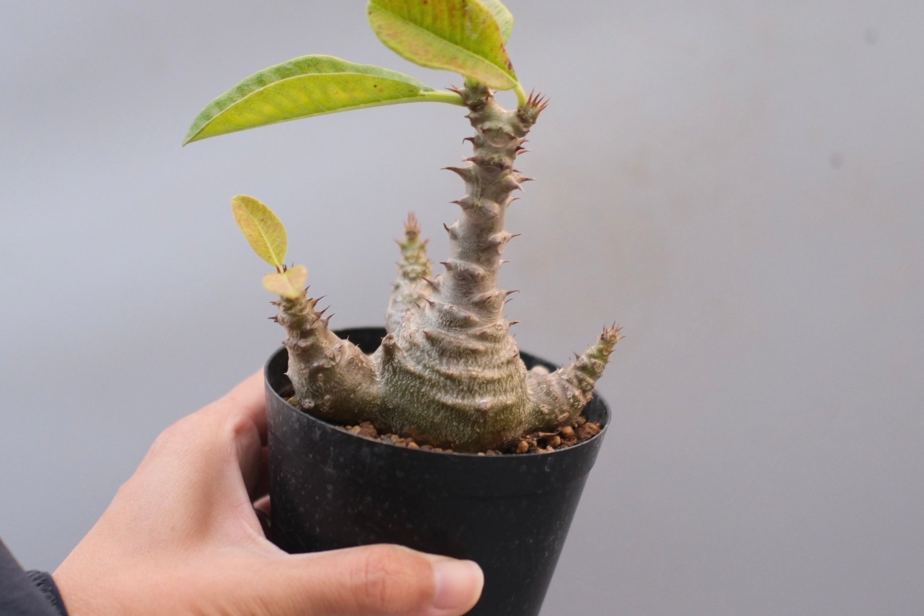 パキポディウム ウィンゾリー 実生株 122 Pachypodium windsorii |