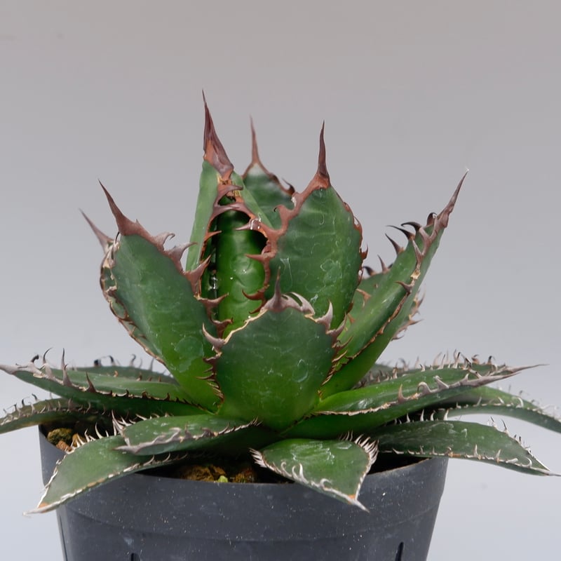 アガベ ホリダ 042 Agave horrida 強棘 | Sunny Branch