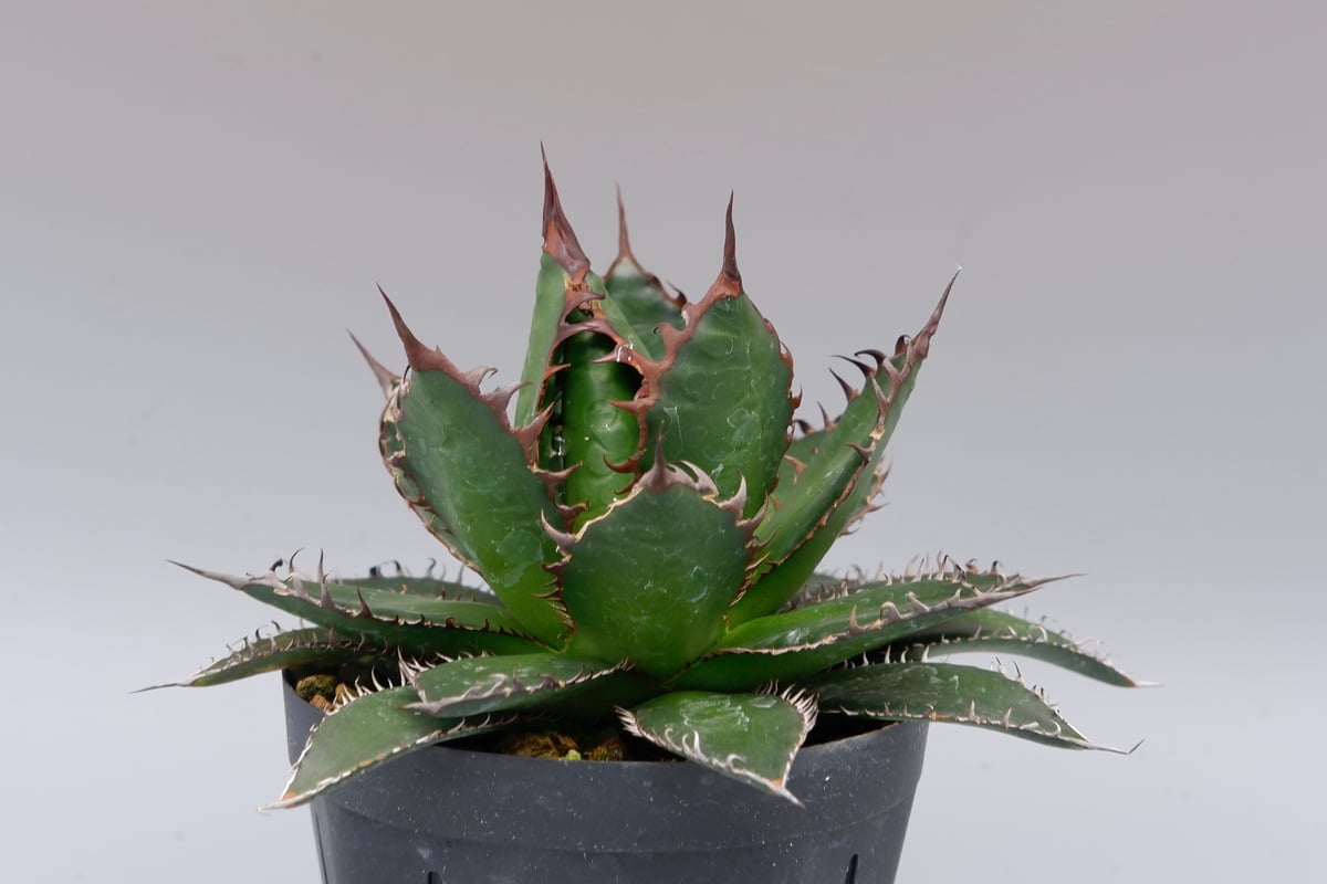 アガベ ホリダ 042 Agave horrida 強棘 | Sunny Branch