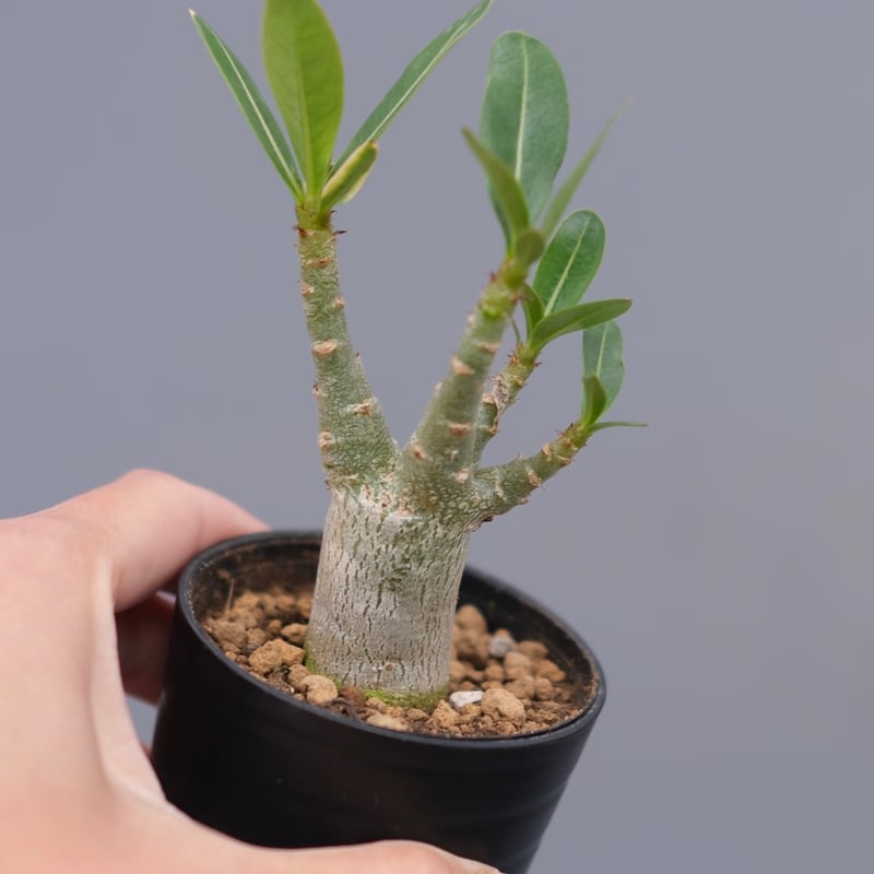 アデニウム アラビカム 実生株 Adenium arabicum 003 | Sunny B