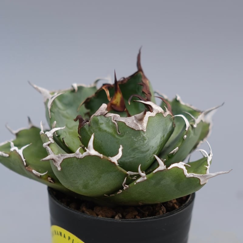 アガベ チタノタ 白鯨 Agave titanota white whale 226 | Su