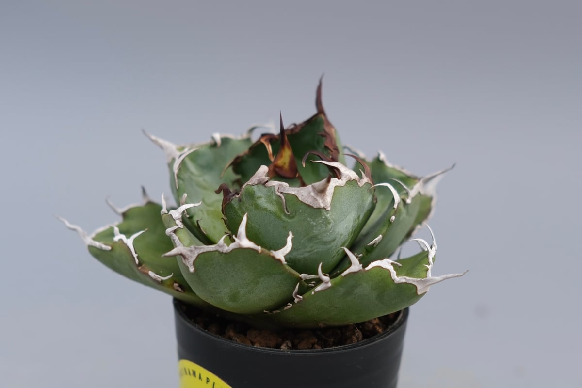 アガベ チタノタ 白鯨 Agave titanota white whale 226 | Su