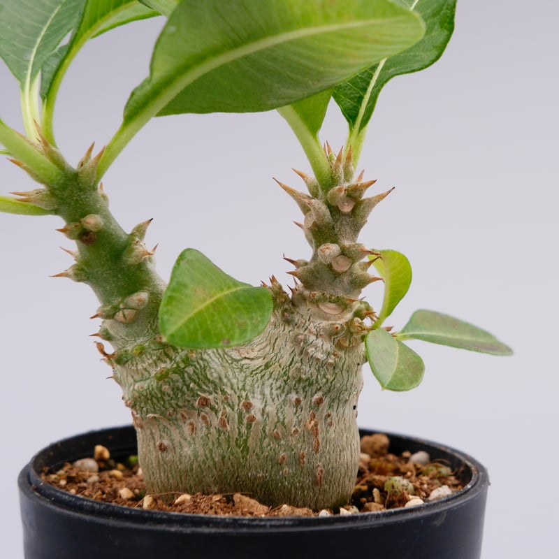 パキポディウム ウィンゾリー 実生株 017 Pachypodium windsorii |