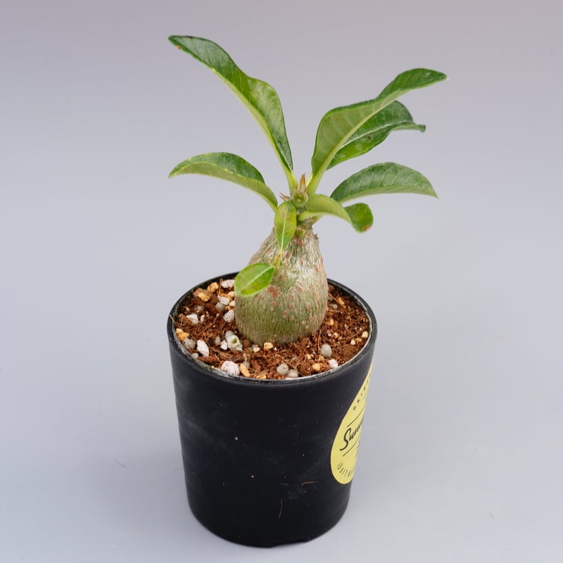 パキポディウム ウィンゾリー 実生株 015 Pachypodium windsorii