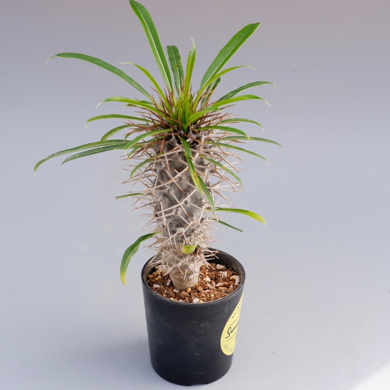 パキポディウム ラメリー実生株 001 Pachypodium lamerei | Sunny
