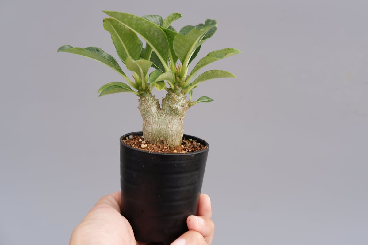 分岐タイプ パキポディウム ウィンゾリー 実生株 011 Pachypodium wind