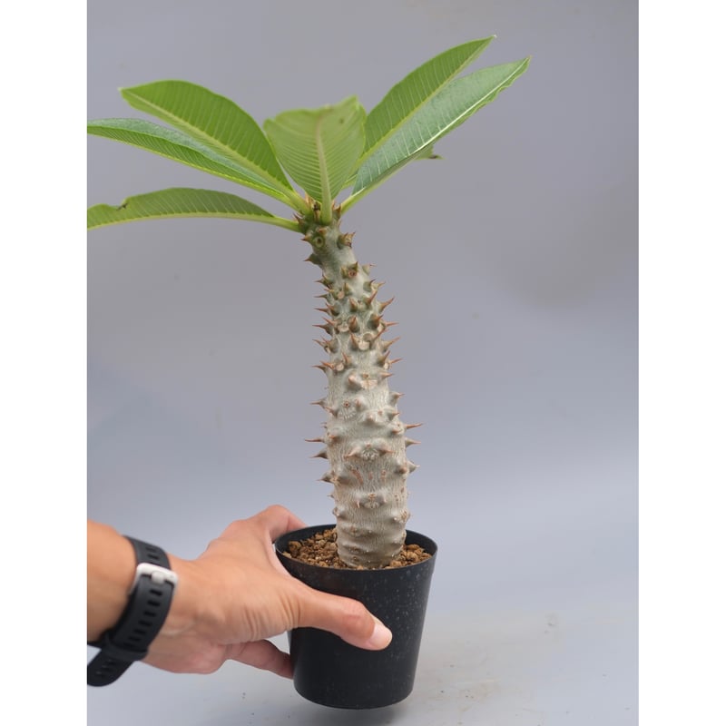 パキポディウム バロニー実生株033 Pachypodium baronii | Sunny