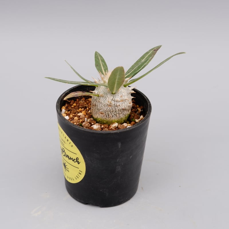 パキポディウム ロスラーツム 実生株 005 Pachypodium rosulatum ve