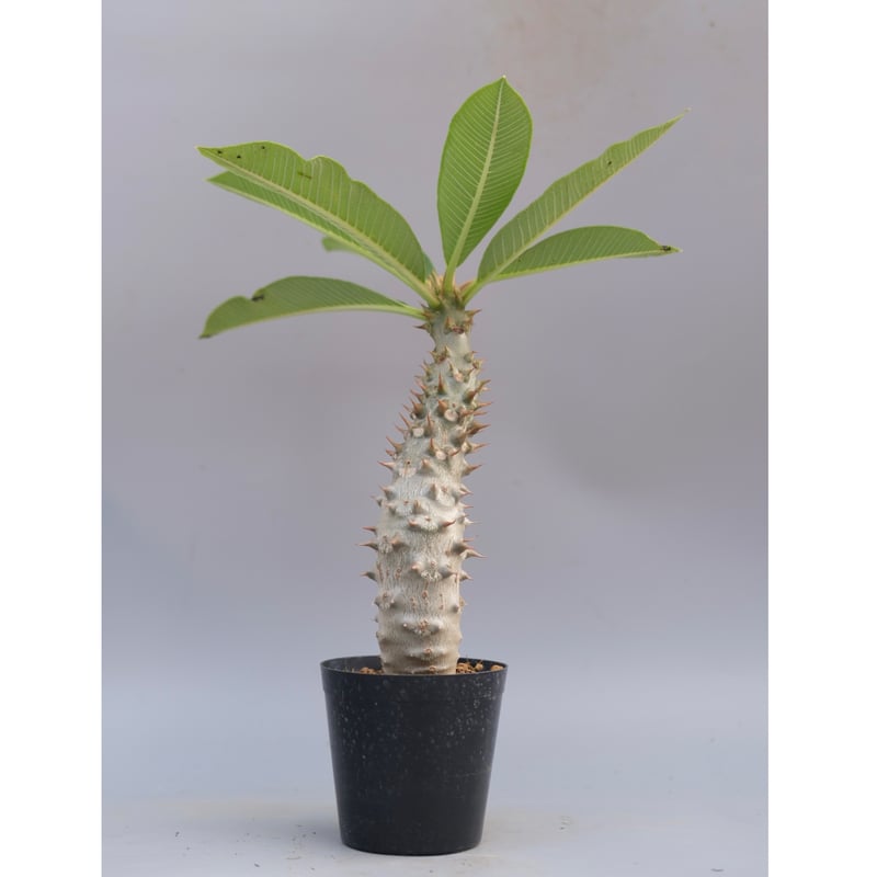 パキポディウム バロニー実生株033 Pachypodium baronii | Sunny