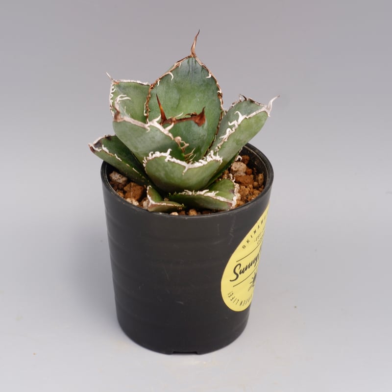 アガベ チタノタ 白鯨 Agave titanota white whale 177 | Su