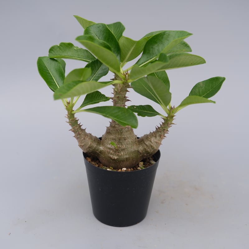 良型 パキポディウム ウィンゾリー パキポディウム ウィンゾリー 実生株 077 Pachypodium windsorii |
