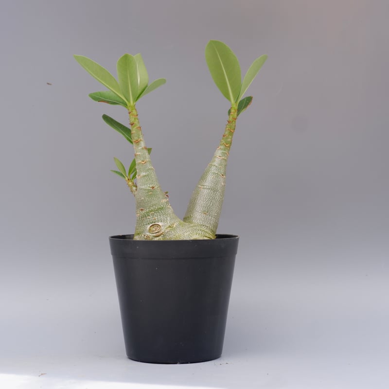 アデニウム ソマレンセ 実生株 Adenium somalense 005 | Sunny B