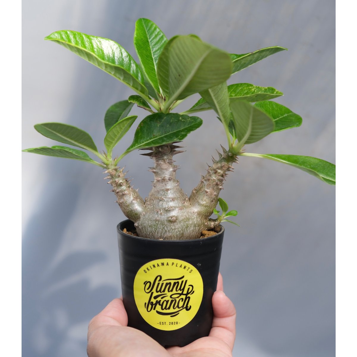 じぇむさんウィンゾリー パキポディウム ウィンゾリー 実生株 069 Pachypodium windsorii