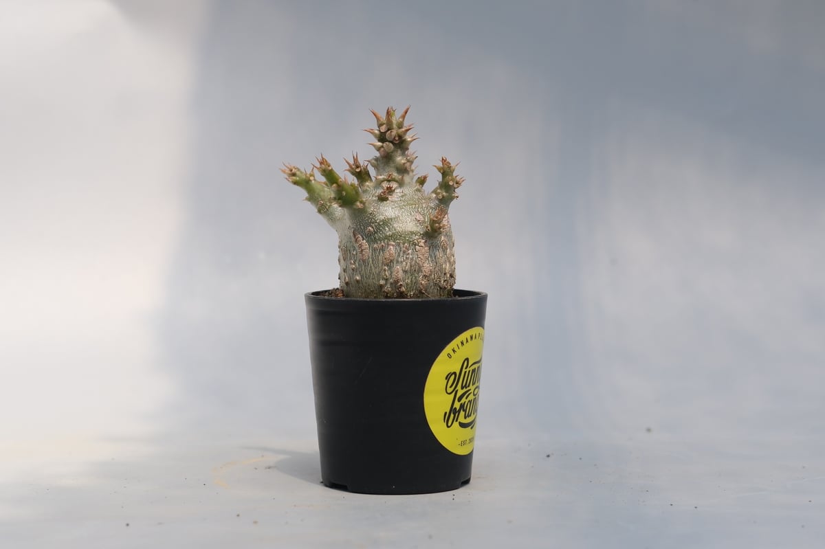 パキポディウム ウィンゾリー 実生株 116 Pachypodium windsorii |