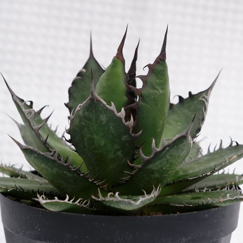 アガベ ホリダ 022 Agave horrida 強棘 | Sunny Branch