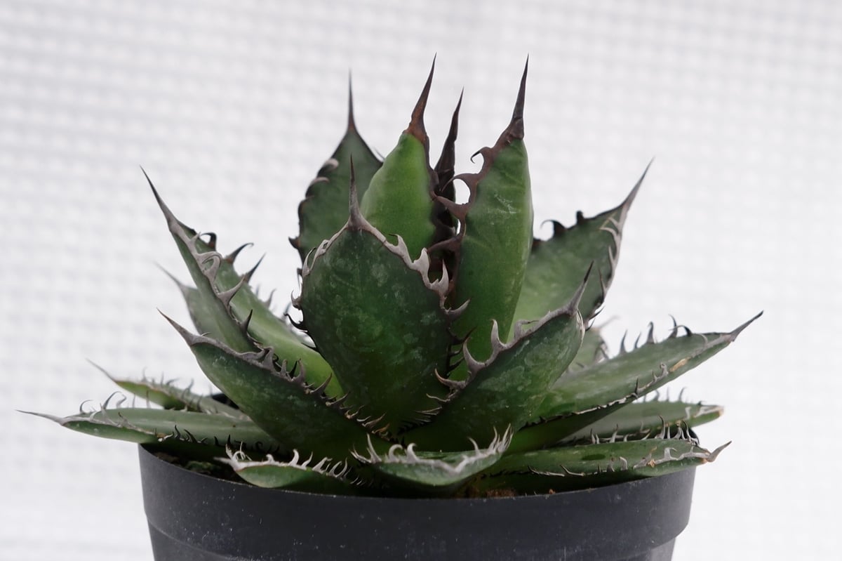 アガベ ホリダ 022 Agave horrida 強棘 | Sunny Branch アガベ ホリダ 022 Agave horrida 強棘 | Sunny Branch