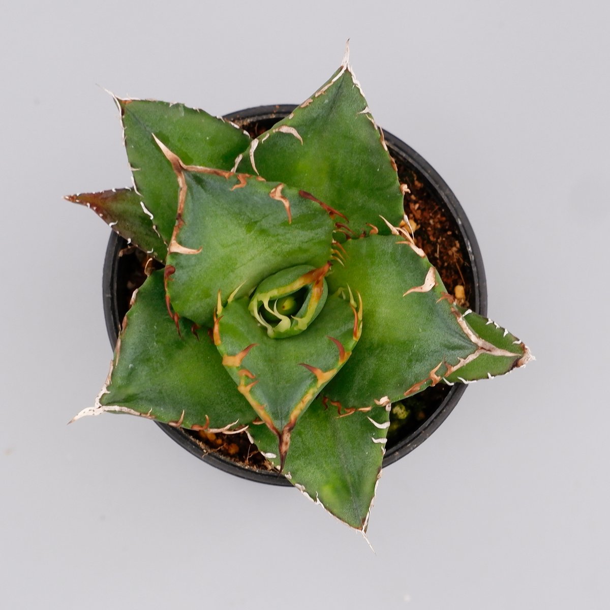 アガベ チタノタ 海王 Agave titanota 海王 004 | Sunny Branch