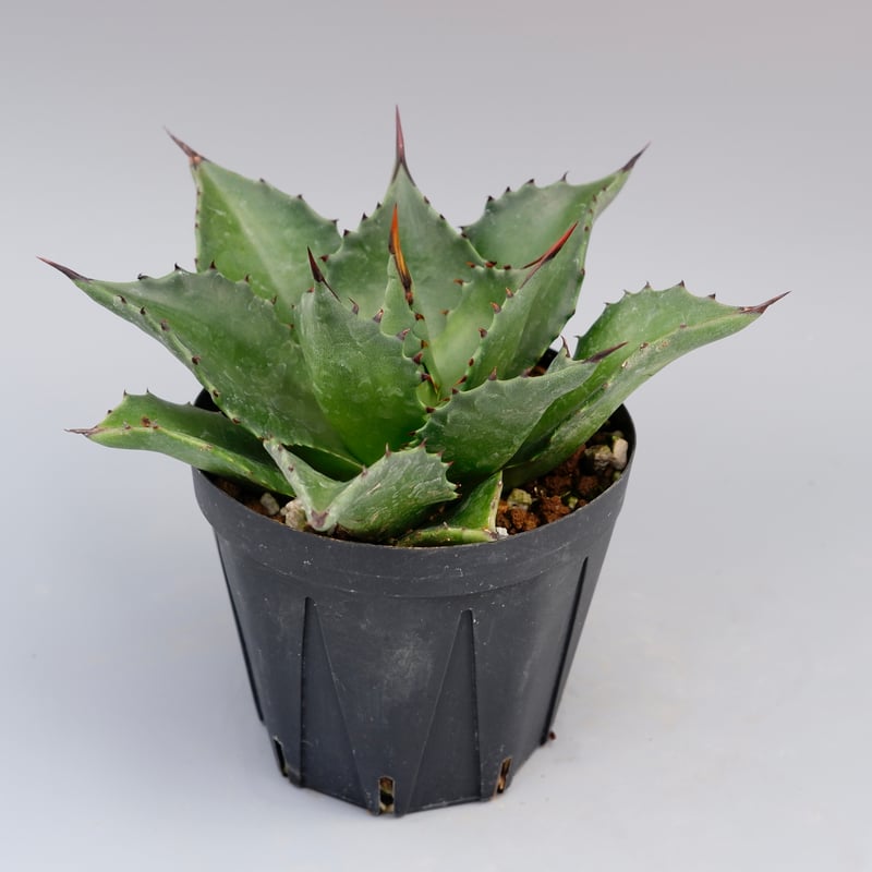 アガベ サロモニー・アガベ マグニフィカ 005 Agave salomonii Agave
