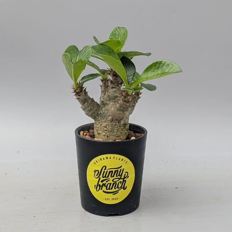 パキポディウム ウィンゾリー 実生株 180 Pachypodium windsorii |