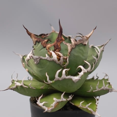 アガベシーザー | STORES