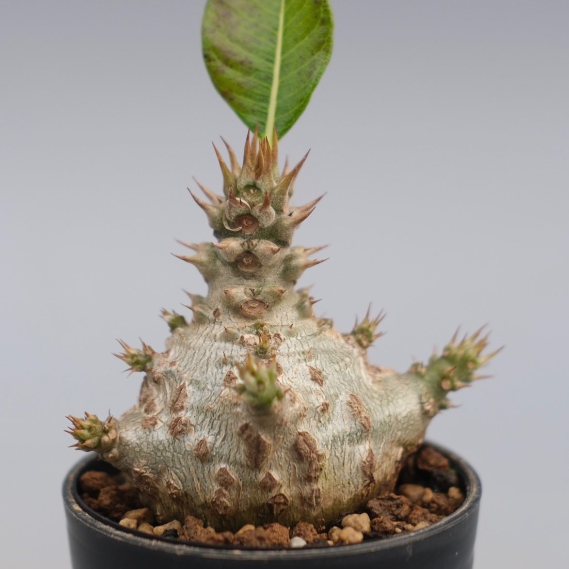 パキポディウム ウィンゾリー 実生株 118 Pachypodium windsorii |