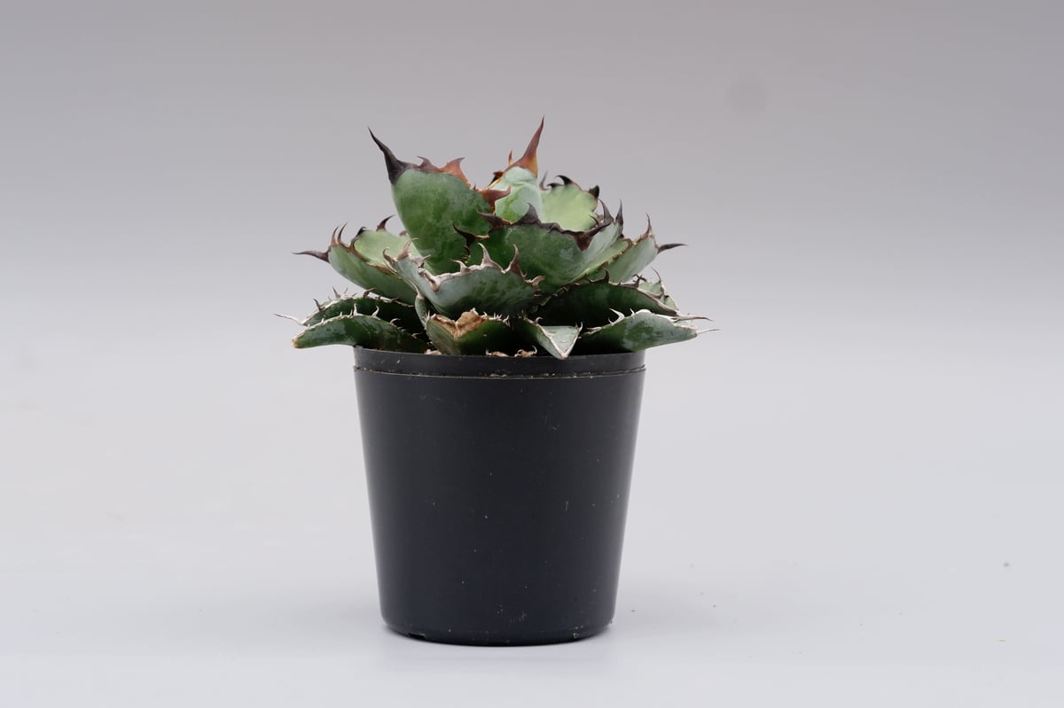 アガベ Agave titanota BB アガベ チタノタ ブラックアンドブルー Agave titanota BB 076 | Sun