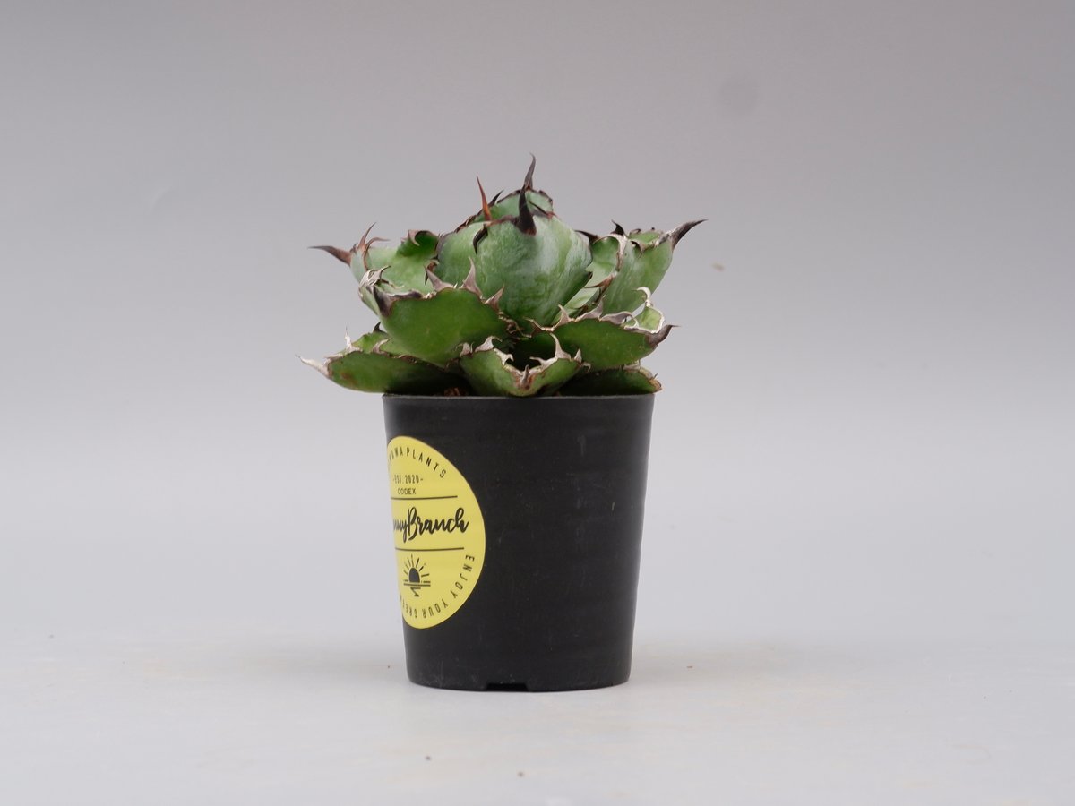 アガベ Agave titanota BB アガベ チタノタ ブラックアンドブルー Agave titanota BB 091 | Sun