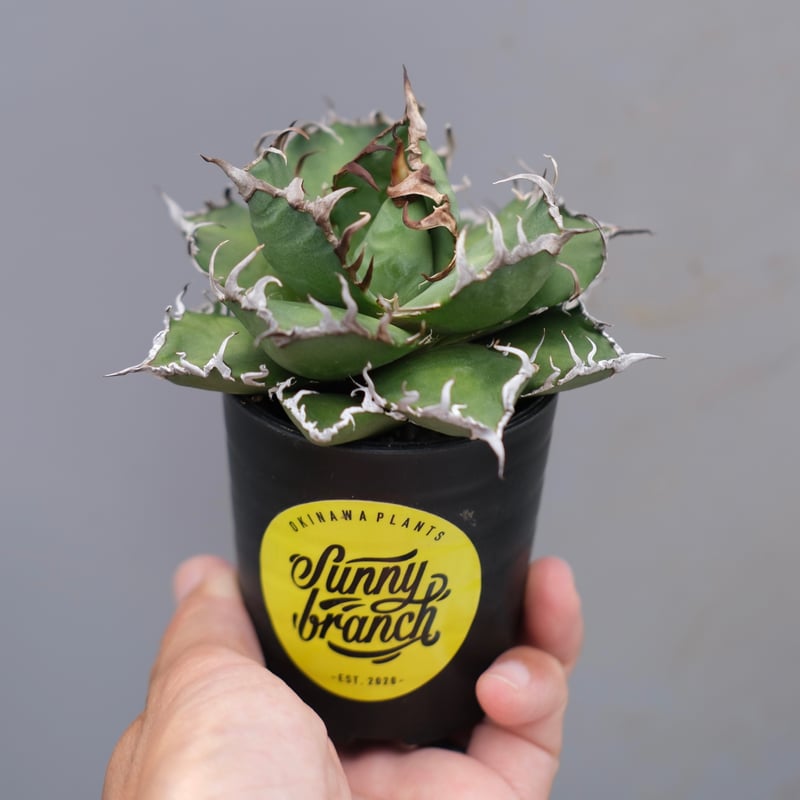アガベ チタノタ シーザー Agave titanota caesar 169 | Sunny