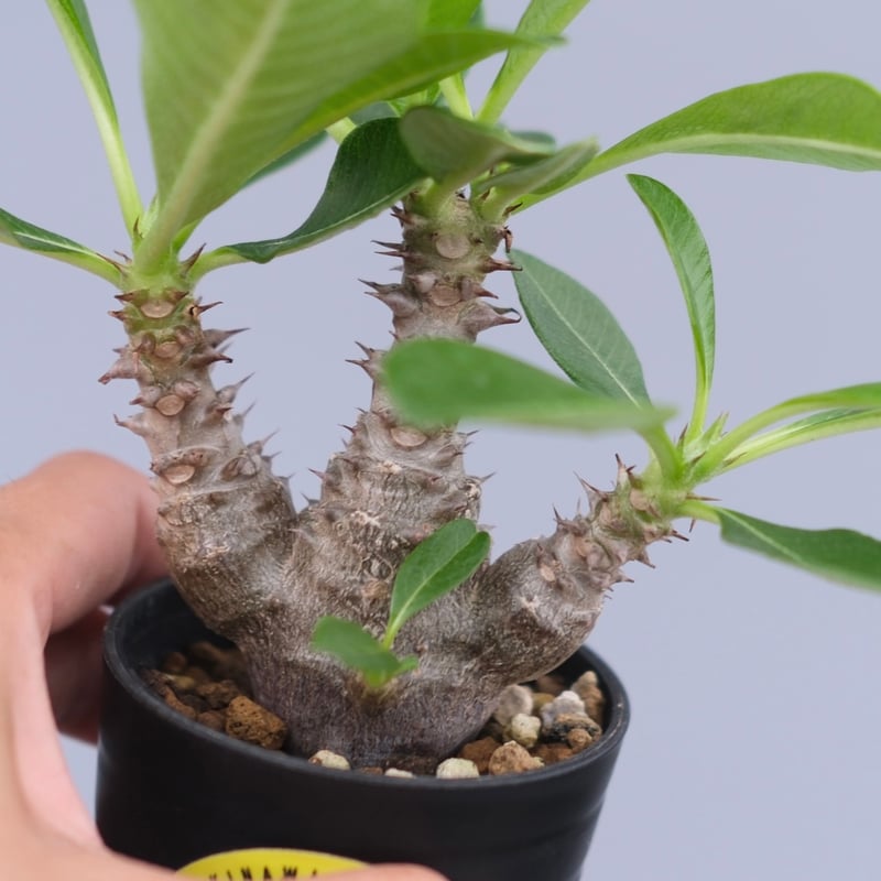 パキポディウム ウィンゾリー 実生株 061 Pachypodium windsorii |