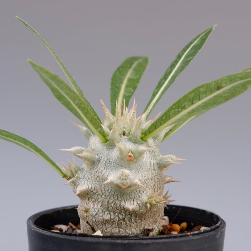 パキポディウム ロスラーツム 実生株 004 Pachypodium rosulatum ve