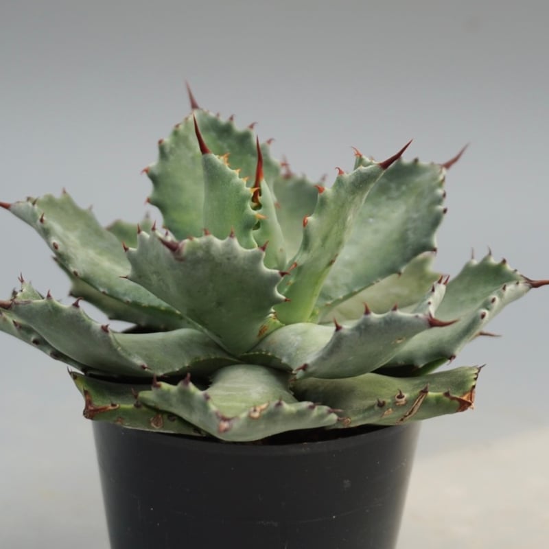 アガベ イシスメンシス 実生株 Agave isthmensis 002 | Sunny Br